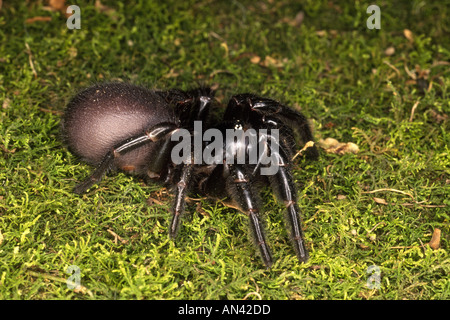 Entonnoir de Sydney, Spider Web Atrax robustus . Ces araignées sont réputés pour leur action rapide et hautement toxiques venin. Banque D'Images