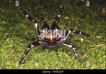 Entonnoir de Sydney, Spider Web Atrax robustus, dans une position qui montre menace crocs. Ces araignées sont réputés pour leur action rapide et hautement toxiques venin. Banque D'Images