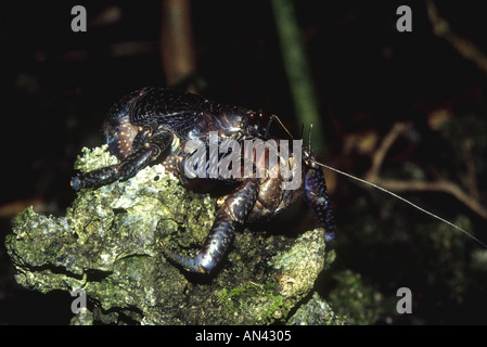 Une noix de coco, ou crabe voleur, Birgus latro. Uepi Island, Îles Salomon. C'est le plus grand crabe terrestre dans le monde Banque D'Images