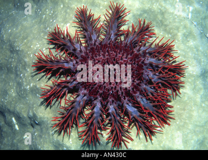 Couronne d'étoile de mer Acanthaster planci, l'alimentation, sur le corail. Banque D'Images