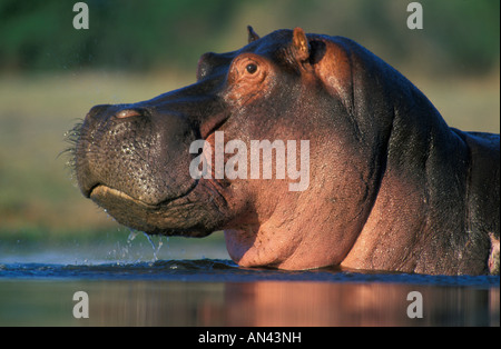 Close-up vue latérale d'un Hippopotame (Hippopotamus amphibius) dans l'eau Banque D'Images