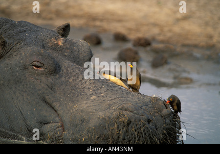 Vue rapprochée d'un Hippopotame (Hippopotamus amphibius) dans l'eau avec yellowbilled et redbilled oxpeckers sur son museau Banque D'Images