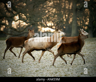 Le calcaire blanc Red Deer stag vu au début de l'hiver soleil à Château de Culzean en Ayrshire, Ecosse. Banque D'Images