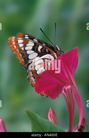 Gulf Fritillary Butterfly resting on flower Banque D'Images