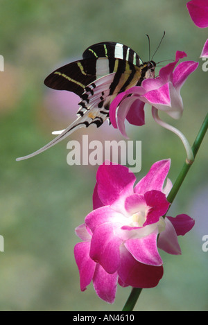 Porte-épée géante reposant sur une orchidée papillon Banque D'Images