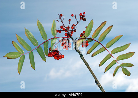 "Montagne ash' ( Sorbus aucuparia ) branche avec fruits rouges sur fond de ciel bleu Banque D'Images