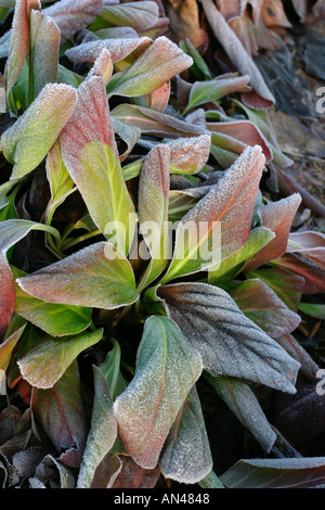 Colorfu l, frosty les feuilles des plantes Banque D'Images