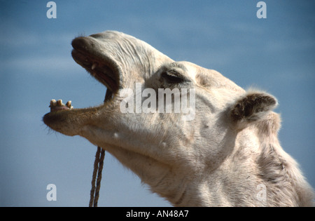 L'Algérie Sahara Chameau Banque D'Images