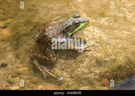 La grenouille verte (Rana clamitans Tamarack Aitkin Comté Minnesota United States 29 juin des profils des Ranidés Banque D'Images