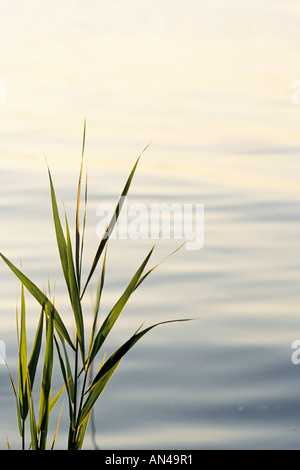 Roseau commun (phragmites australis) Banque D'Images