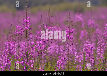 Gros plan flou de prairie bourrée d'herbe à feu ( Epilobium angustifolium ) , Finlande Banque D'Images