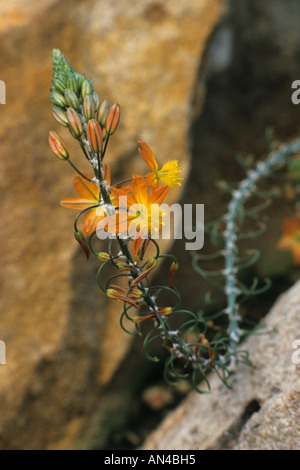 Bulbine frutescens Banque D'Images