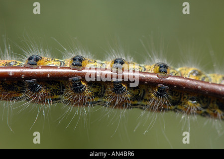 Close up des jambes d'un chou blanc Caterpillar Banque D'Images