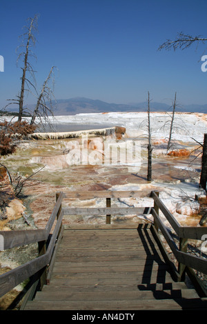 Donnant sur le haut de Canary Spring, terrasse supérieure, Mammoth Hot Springs, Parc National de Yellowstone Banque D'Images