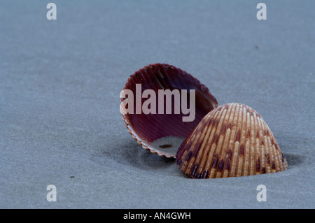 Un Van Hyning s Cockle Shell portant sur la plage tôt le matin la lumière Banque D'Images