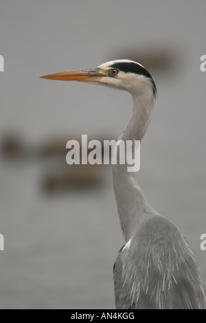 Héron cendré Ardea cinerea close-up de l'adulte en plumage non-reproduction Banque D'Images