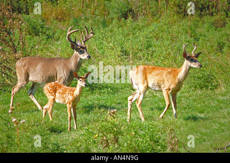 Dans le champ du Cerf de Virginie. Banque D'Images