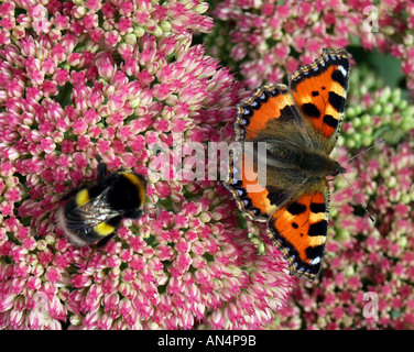 Écaille abeille papillon sur Sedum Banque D'Images