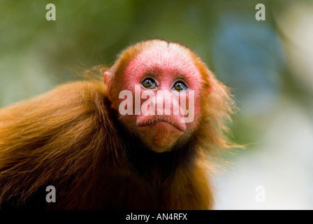 Singe Cacajao calvus Uakari rouge jeune ucayalii Banque D'Images