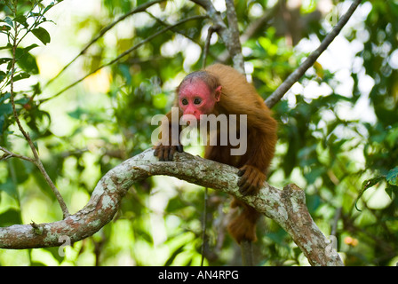 Singe Cacajao calvus Uakari rouge jeune ucayalii Banque D'Images