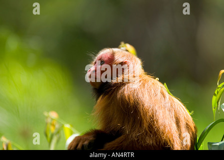 Singe Cacajao calvus Uakari rouge jeune ucayalii Banque D'Images