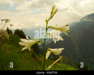 Paradisea liliastrum, weisse Paradieslilie, paradise lilies Banque D'Images