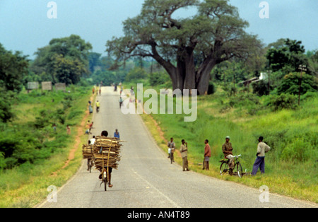 Villageois transporter le bois sur le vélo. Les villageois parler sur la route, le Malawi, l'Afrique Banque D'Images