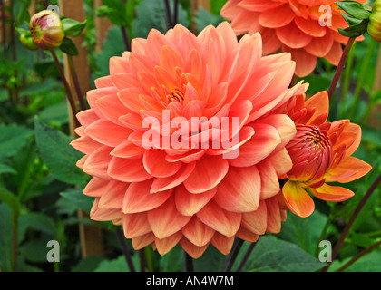 Petit Dahlia Nénuphar Charlie Dimmock Banque D'Images