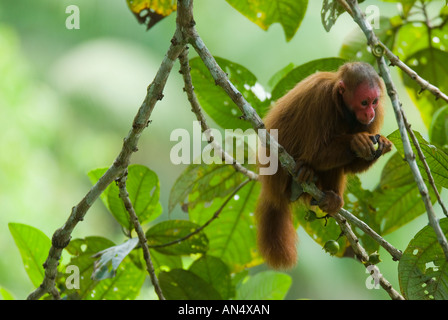 Singe Cacajao calvus rouge Uakari ucayalii captive les jeunes Banque D'Images