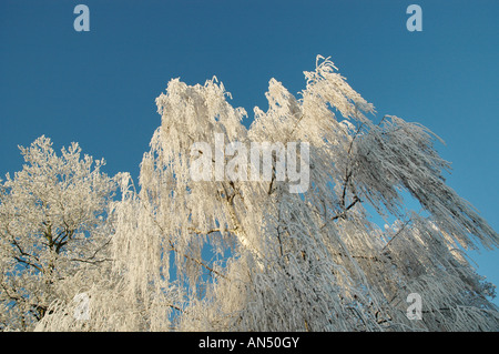 Scène d'hiver Roermond Pays-Bas Europe Banque D'Images