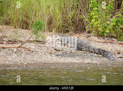 Crocodrile au repos au lac Gatun près de la zone de maintenance et grues Gamboa Panama Banque D'Images
