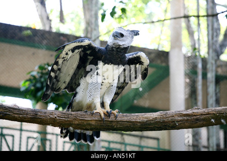 Harpija harpija ou aigle harpie dans un refuge à Parc National de Soberania à Panama City Banque D'Images