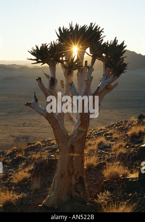 Quiver Tree (Aloe dichotoma) au-dessus de Kulala Tented Camp au coucher du soleil, près de Sossusvlei, Namibie Banque D'Images