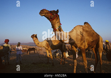 Inde Rajasthan Pushkar Foire chameaux Banque D'Images