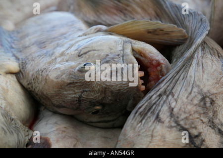 Le poisson-chat, lat. : Anarhichas lupus, le loup, le Seacat, pris dans l'Islande, Steinbeißer, Gestreifter Katfisch, grasteinbit Banque D'Images