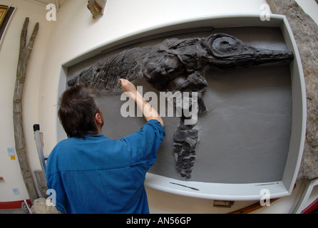 De nettoyage spécialiste d'un musée (Ichthyosaure Leptopterygius tenuirostris) fossile de dinosaure Banque D'Images
