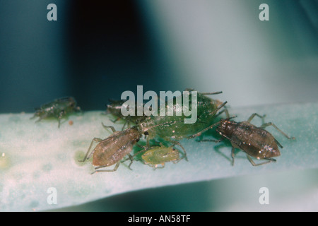 La famille, les pucerons Aphididae. Petite colonie on leaf Banque D'Images