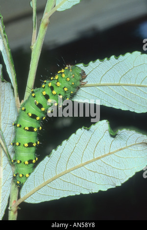 Papillon empereur, Saturnia pavonia. Manger Caterpillar une feuille. Banque D'Images