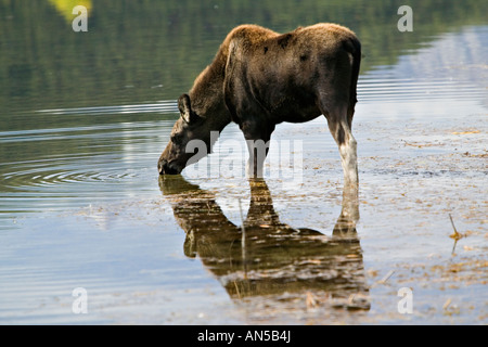 L'orignal bébé oxbow bend à claf Banque D'Images