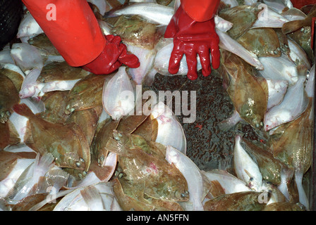 Un pêcheur LE TRI DANS SES PRISES DE POISSONS AU LARGE DE LA CÔTE DU KENT UK Banque D'Images