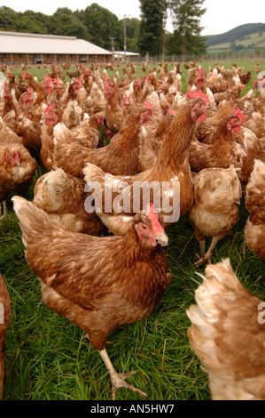 Troupeau de poules élevées en plein air gratuit brune dans un champ d'herbe ferme Établissement Llanilar West Wales Banque D'Images