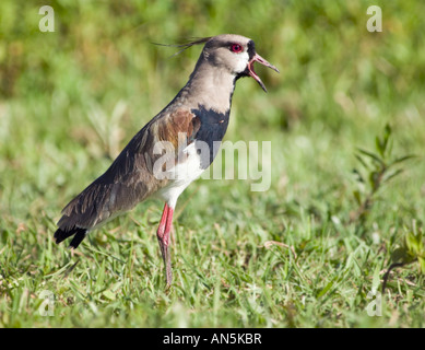 Le sud de sociable Vanellus chilensis Banque D'Images