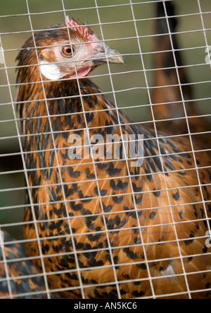 Des poules dans un poulailler UK Cotswolds si la grippe aviaire La grippe aviaire se transmet d'Europe toutes les volailles peuvent être contraintes à l'intérieur Banque D'Images