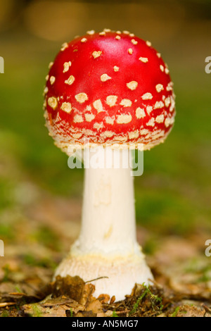Agaric mouche Amanita muscaria mushroom Banque D'Images