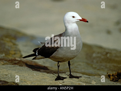 La mouette Larus heermanni Heermann San Diego California USA Adultes Mars Laridae Banque D'Images