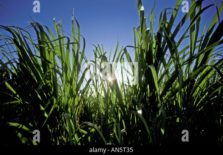 Les plantes matures de la canne à sucre dans le champ New York Banque D'Images