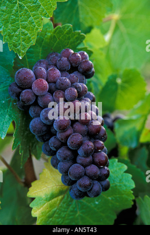 Pinot Noir sur vigne avec rosée tôt le matin; Willamette Valley Oregon Banque D'Images