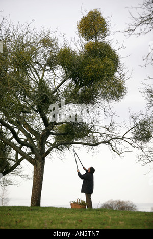 Le gui de la collecte d'arbres près de Tenbury Wells dans le Worcestershire UK Banque D'Images