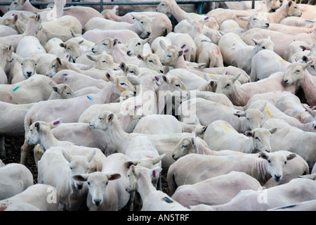 Moutons dans un enclos au Royal Welsh Show à Builth Wells au Pays de Galles qu'ils viennent d'être tondus dans le concours de la tonte des moutons Banque D'Images