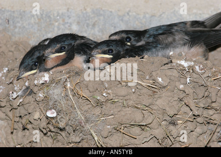 L'Envol Hirondelle rustique Hirundo rustica in Nest Banque D'Images